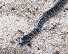 Erythrolamprus cobella