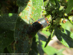 Astylus cyanerythrus
