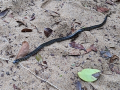 Erythrolamprus cobella
