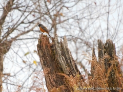 Phoenicurus frontalis