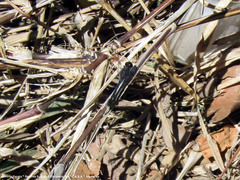 Erythrodiplax nigricans