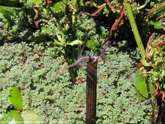 Erythrodiplax nigricans