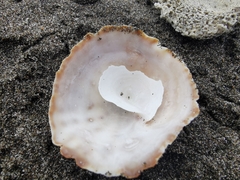 Crucibulum scutellatum