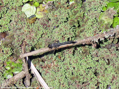 Erythrodiplax nigricans