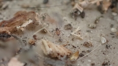 Ostearius melanopygius