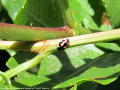 Hyperaspis festiva