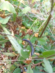 Ommatoiulus rutilans