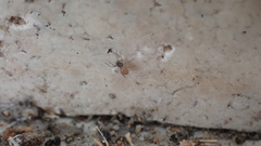 Ostearius melanopygius