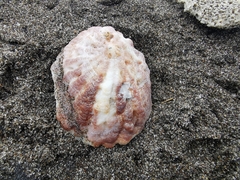 Crucibulum scutellatum