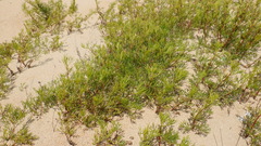 Artemisia arenaria