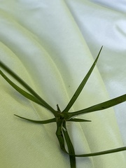 Rhynchospora nervosa