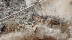 Ostearius melanopygius