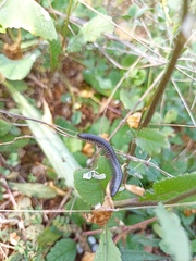 Ommatoiulus rutilans