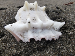 Phyllonotus erythrostomus