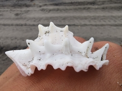 Phyllonotus erythrostomus