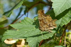 Polygonia c-album