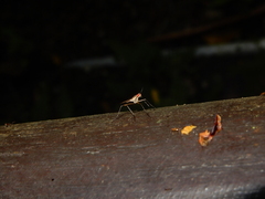 Neriidae