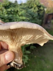 Pleurotus dryinus