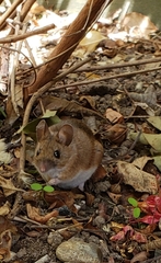Apodemus flavicollis