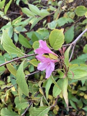 Rhododendron prinophyllum