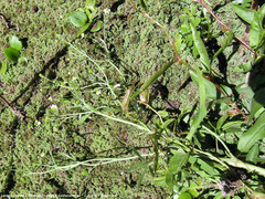 Ranunculus apiifolius