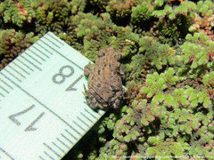 Rhinella arenarum