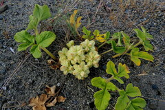 Glehnia littoralis