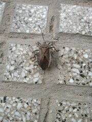 Pachylis argentinus