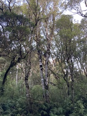 Pterophylla racemosa