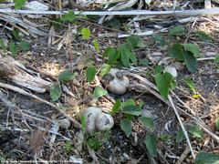 Stigmaphyllon bonariense