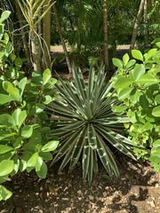 Agave sisalana