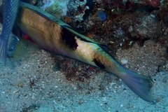 Parupeneus multifasciatus