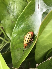 Disonycha quinquelineata