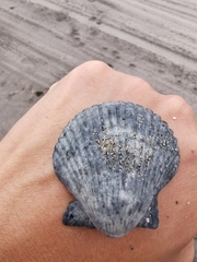 Argopecten ventricosus