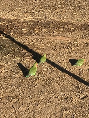 Agapornis roseicollis