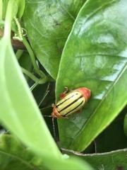 Disonycha quinquelineata