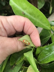 Disonycha quinquelineata