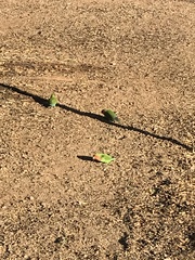 Agapornis roseicollis