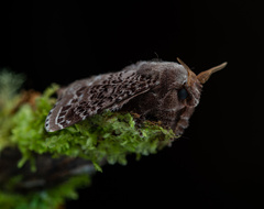 Euglyphis guttularis