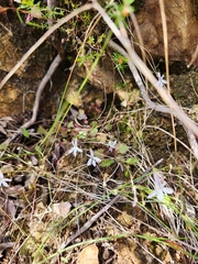 Lobelia pubescens