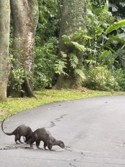 Lutrogale perspicillata