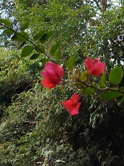 Bougainvillea spectabilis