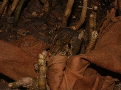 Fejervarya cancrivora