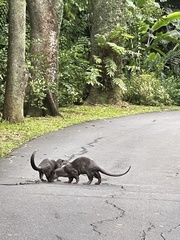 Lutrogale perspicillata