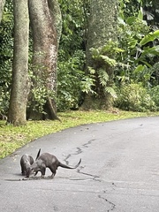 Lutrogale perspicillata