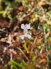 Disa sagittalis