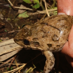 Fejervarya cancrivora