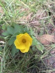 Turnera ulmifolia