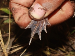Fejervarya cancrivora
