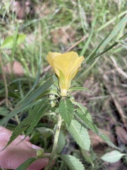 Turnera ulmifolia